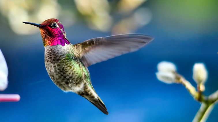 birds-ruby-throated-hummingbird-beautiful-animal-photography-avian-wildlife-wide-screen-photo-bird-images