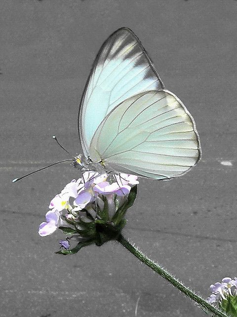 a5ae7f8e8f57683986848258cb7c59bf--white-butterfly-butterfly-wings
